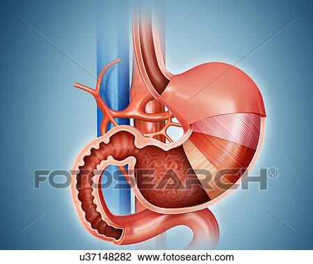 Cross section of the human stomach layers and small intestine, computer artwork. View Large Illustration Drawing - Cross section of the human stomach layers and small intestine, computer artwork.. Fotosearch