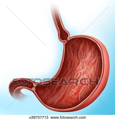 Drawing - Cross section of the human stomach, computer illustration.. Fotosearch