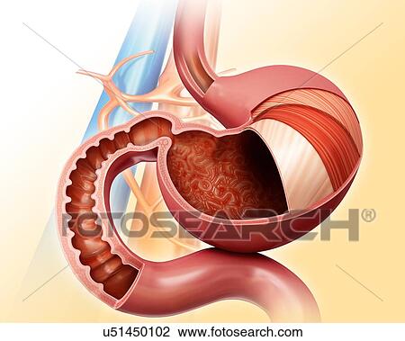 Drawing - Cross section of the human stomach layers and small intestine, computer illustration.. Fotosearch