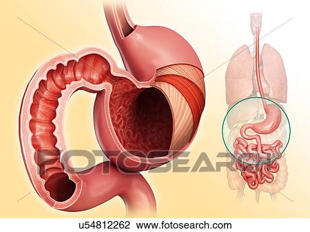 Drawing - Cross section of the human stomach layers and small intestine, computer illustration.. Fotosearch