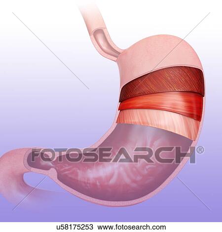 Drawing - Cross section of the human stomach layers and small intestine, computer illustration.. Fotosearch
