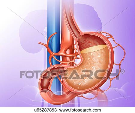 Drawing - Cross section of the human stomach showing acidity levels, computer illustration.. Fotosearch