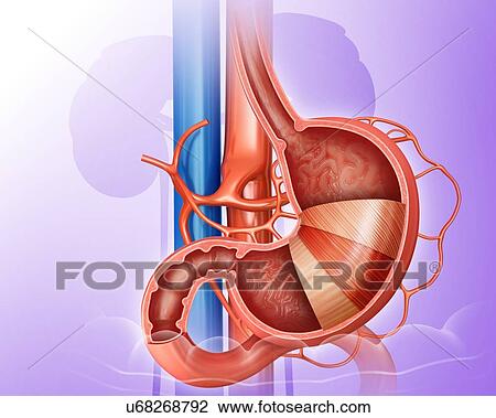 Cross section of the human stomach layers and small intestine, computer illustration. View Large Illustration Drawing - Cross section of the human stomach layers and small intestine, computer illustration.. Fotosearch