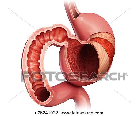 Cross section of the human stomach layers and small intestine, computer illustration. View Large Illustration Drawing - Cross section of the human stomach layers and small intestine, computer illustration.. Fotosearch