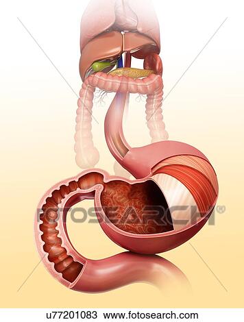 Cross section of the human stomach layers and small intestine, computer illustration. View Large Illustration Drawing - Cross section of the human stomach layers and small intestine, computer illustration.. Fotosearch