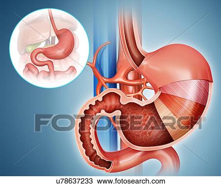 Cross section of the human stomach layers and small intestine, computer artwork. View Large Illustration Drawing - Cross section of the human stomach layers and small intestine, computer artwork.. Fotosearch
