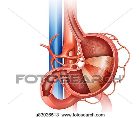 Cross section of the human stomach layers and small intestine, computer artwork. View Large Illustration Drawing - Cross section of the human stomach layers and small intestine, computer artwork.. Fotosearch