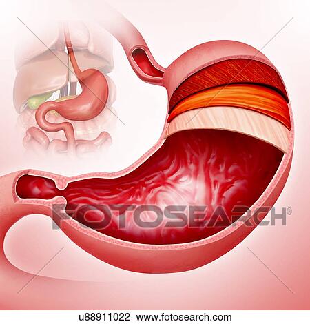 Cross section of the human stomach layers and small intestine, computer artwork. View Large Illustration Drawing - Cross section of the human stomach layers and small intestine, computer artwork.. Fotosearch