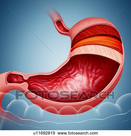 Cross section of the human stomach layers and small intestine, computer illustration. View Large Illustration Stock Illustration - Cross section of the human stomach layers and small intestine, computer illustration.. Fotosearch
