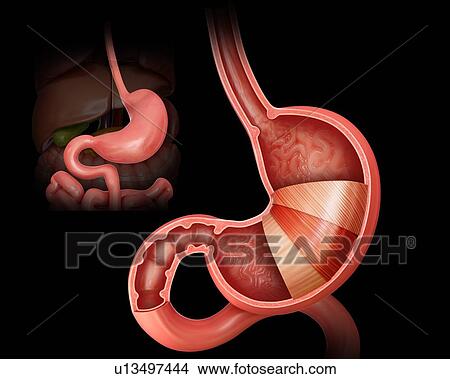 Stock Illustration - Cross section of the human stomach layers and small intestine, computer illustration.. Fotosearch