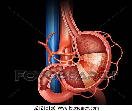 Stock Illustration - Cross section of the human stomach layers and small intestine, computer illustration.. Fotosearch