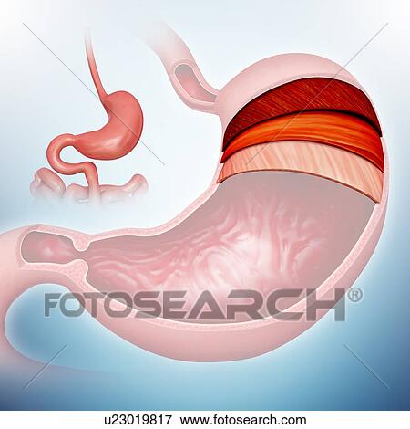 Stock Illustration - Cross section of the human stomach layers and small intestine, computer artwork.. Fotosearch