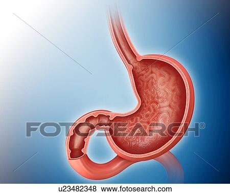 Cross section of the human stomach, computer illustration. View Large Illustration Stock Illustration - Cross section of the human stomach, computer illustration.. Fotosearch