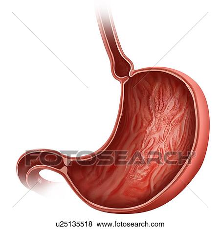 Stock Illustration - Cross section of the human stomach, computer illustration.. Fotosearch