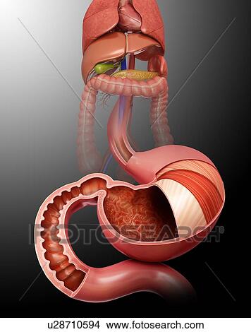 Stock Illustration - Cross section of the human stomach layers and small intestine, computer illustration.. Fotosearch