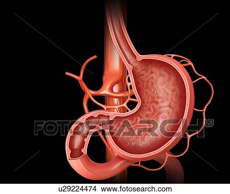 Stock Illustration - Cross section of the human stomach, computer illustration.. Fotosearch