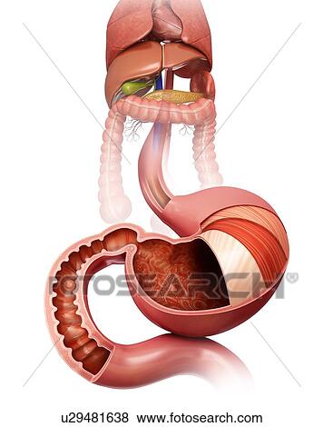 Stock Illustration - Cross section of the human stomach layers and small intestine, computer artwork.. Fotosearch