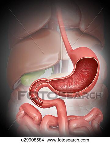 Stock Illustration - Cross section of the human stomach, computer illustration.. Fotosearch