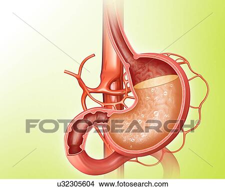 Cross section of the human stomach showing acidity levels, computer artwork. View Large Illustration Stock Illustration - Cross section of the human stomach showing acidity levels, computer artwork.. Fotosearch