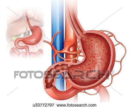 Stock Illustration - Cross section of the human stomach, computer illustration.. Fotosearch