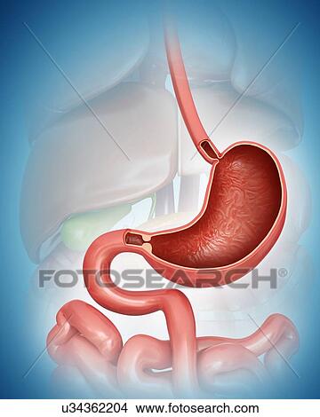 Stock Illustration - Cross section of the human stomach, computer artwork.. Fotosearch