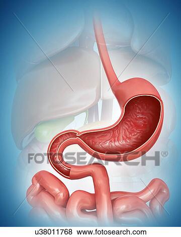 Stock Illustration - Cross section of the human stomach, computer artwork.. Fotosearch