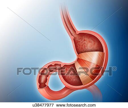 Stock Illustration - Cross section of the human stomach layers and small intestine, computer artwork.. Fotosearch