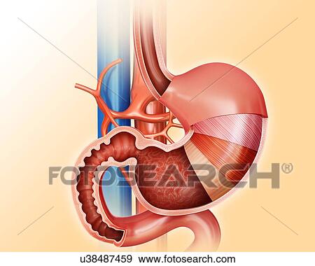 Cross section of the human stomach layers and small intestine, computer artwork. View Large Illustration Stock Illustration - Cross section of the human stomach layers and small intestine, computer artwork.. Fotosearch