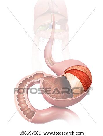 Stock Illustration - Cross section of the human stomach layers and small intestine, computer artwork.. Fotosearch