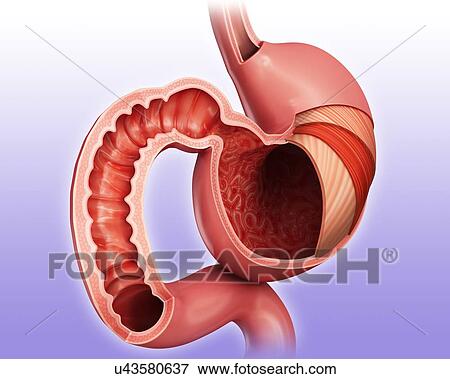 Cross section of the human stomach layers and small intestine, computer illustration. View Large Illustration Stock Illustration - Cross section of the human stomach layers and small intestine, computer illustration.. Fotosearch