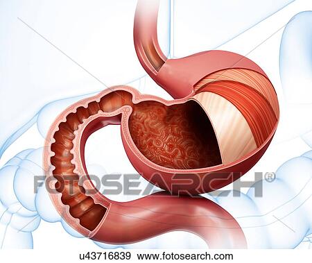 Stock Illustration - Cross section of the human stomach layers and small intestine, computer illustration.. Fotosearch