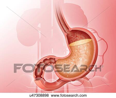 Cross section of the human stomach showing acidity levels, computer illustration. View Large Illustration Stock Illustration - Cross section of the human stomach showing acidity levels, computer illustration.. Fotosearch