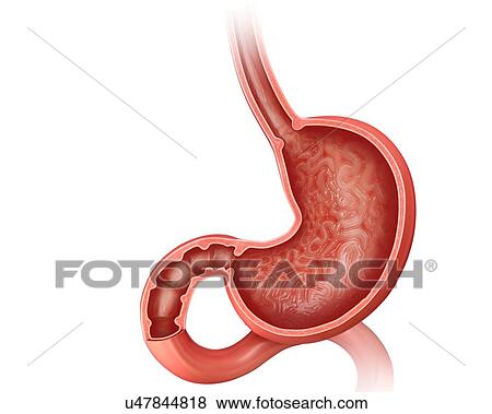 Cross section of the human stomach, computer illustration. View Large Illustration Stock Illustration - Cross section of the human stomach, computer illustration.. Fotosearch