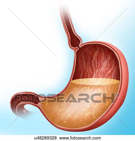 Stock Illustration - Cross section of the human stomach showing acidity levels, computer illustration.. Fotosearch