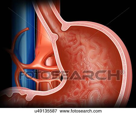 Cross section of the human stomach, computer illustration. View Large Illustration Stock Illustration - Cross section of the human stomach, computer illustration.. Fotosearch