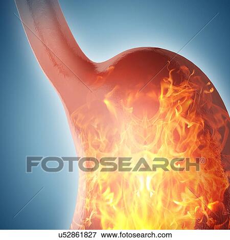 Stock Illustration - Cross section of the human stomach, computer illustration.. Fotosearch