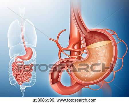 Cross section of the human stomach showing acidity levels, computer illustration. View Large Illustration Stock Illustration - Cross section of the human stomach showing acidity levels, computer illustration.. Fotosearch