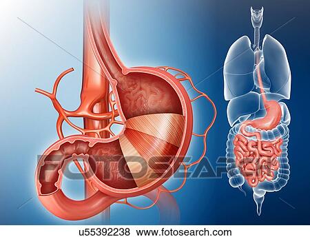 Stock Illustration - Cross section of the human stomach layers and small intestine, computer artwork.. Fotosearch