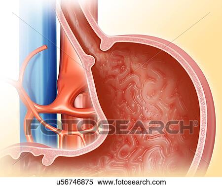 Stock Illustration - Cross section of the human stomach, computer illustration.. Fotosearch