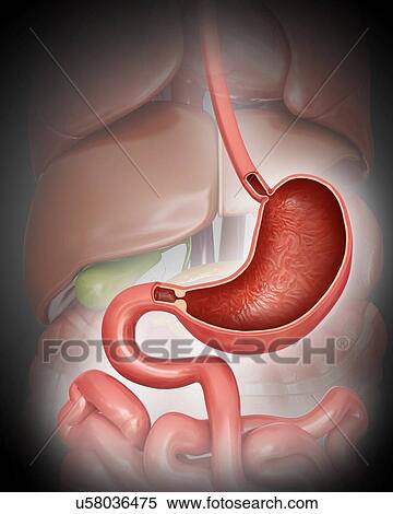Cross section of the human stomach, computer artwork. View Large Illustration Stock Illustration - Cross section of the human stomach, computer artwork.. Fotosearch