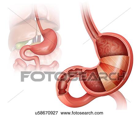 Stock Illustration - Cross section of the human stomach layers and small intestine, computer illustration.. Fotosearch