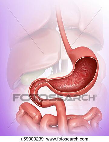 Cross section of the human stomach, computer artwork. View Large Illustration Stock Illustration - Cross section of the human stomach, computer artwork.. Fotosearch