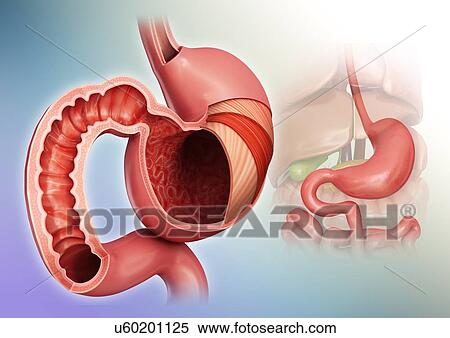 Stock Illustration - Cross section of the human stomach layers and small intestine, computer artwork.. Fotosearch