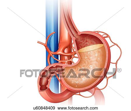 Cross section of the human stomach showing acidity levels, computer artwork. View Large Illustration Stock Illustration - Cross section of the human stomach showing acidity levels, computer artwork.. Fotosearch