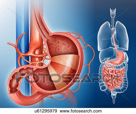 Stock Illustration - Cross section of the human stomach layers and small intestine, computer illustration.. Fotosearch