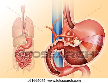 Cross section of the human stomach layers and small intestine, computer illustration. View Large Illustration Stock Illustration - Cross section of the human stomach layers and small intestine, computer illustration.. Fotosearch