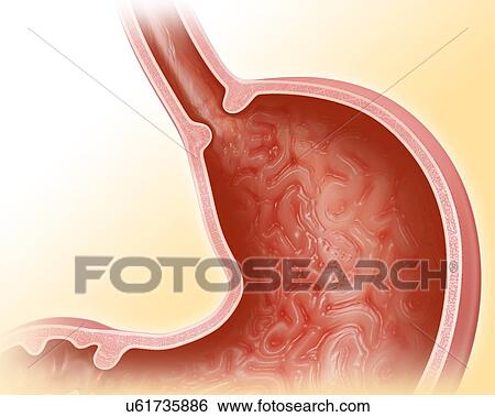 Cross section of the human stomach, computer illustration. View Large Illustration Stock Illustration - Cross section of the human stomach, computer illustration.. Fotosearch