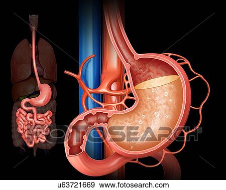 Stock Illustration - Cross section of the human stomach showing acidity levels, computer illustration.. Fotosearch