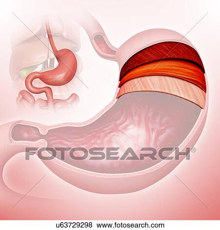 Cross section of the human stomach layers, computer illustration. View Large Illustration Stock Illustration - Cross section of the human stomach layers, computer illustration.. Fotosearch