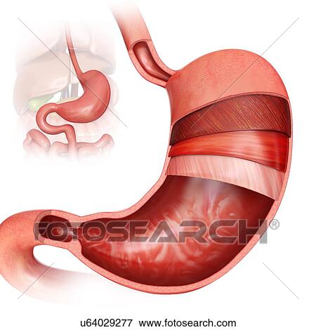 Stock Illustration - Cross section of the human stomach layers and small intestine, computer artwork.. Fotosearch